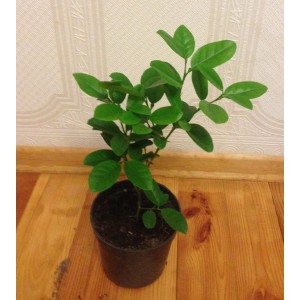 Апельсиновое дерево Каналикулата