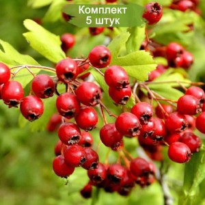 Саженцы Боярышника Обыкновенный -  комплект 5 шт.