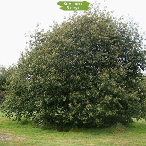 Саженцы ивы Козьей (верба плакучая) -  комплект 5 шт.