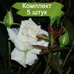 Саженцы чайно-гибридной розы Бианка (Bianca) -  комплект 5 шт.