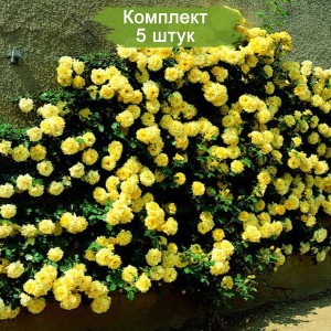 Саженцы плетистой розы Голден Шауэрс (Golden showers) -  комплект 5 шт.