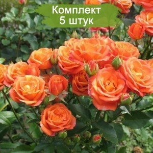 Саженцы спрей розы Келли (Sprey Kelly) -  комплект 5 шт.