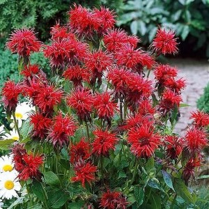 Cаженец монарды гибридной Cambridge Scarlet (Кембридж Скарлет )