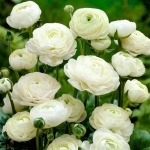 Саженец ранункулюса (Лютик ) Вайт  (White)