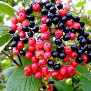 Саженец калины Гордовины