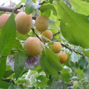 Саженец ранней желтой сливы Утро