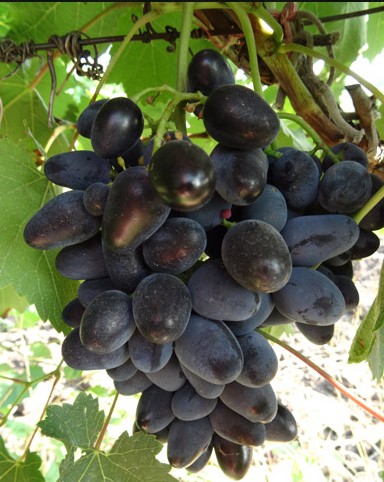 Виноград Кармен