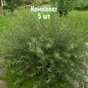 Комплект 5шт / Ива шаровидная Нана