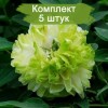 Саженцы пиона древовидного Грин Джейд (Green Jade) -  комплект 5 шт.